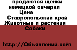 продаются щенки немецкой овчарки  › Цена ­ 10 000 - Ставропольский край Животные и растения » Собаки   